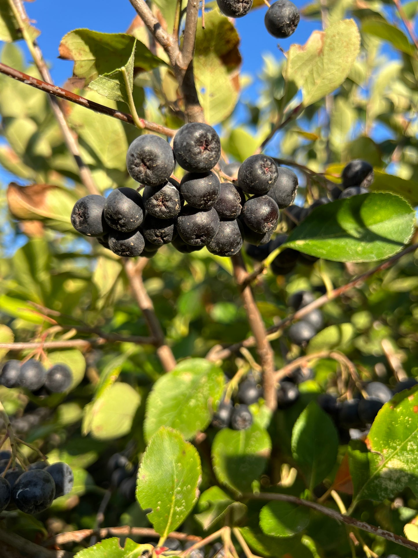 Bio Aronia 100kg