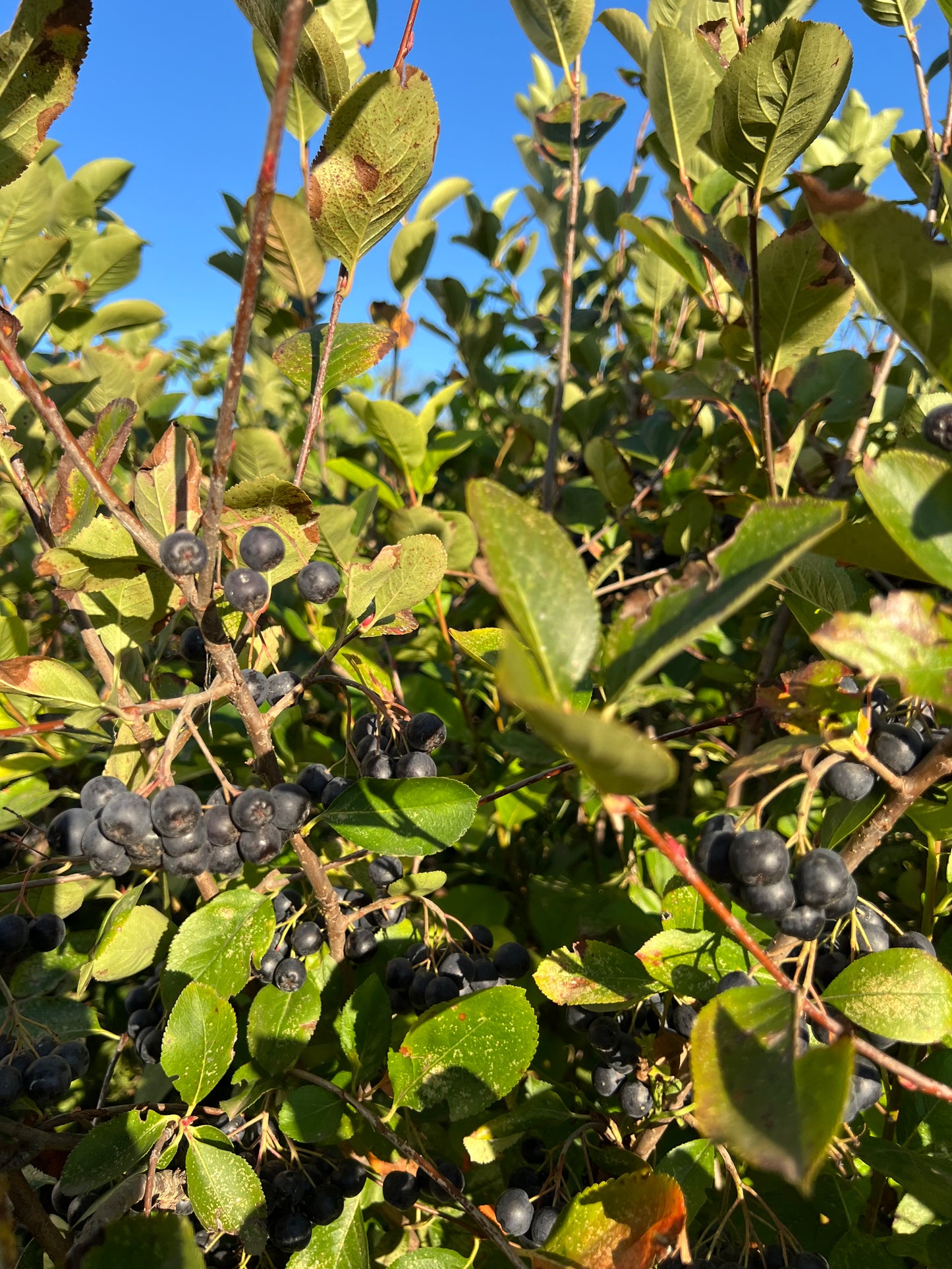 Bio Aronia 100kg