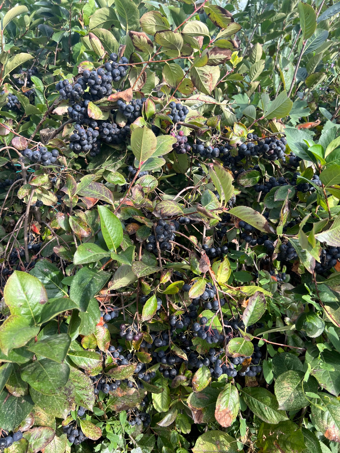 Bio Aronia 100kg