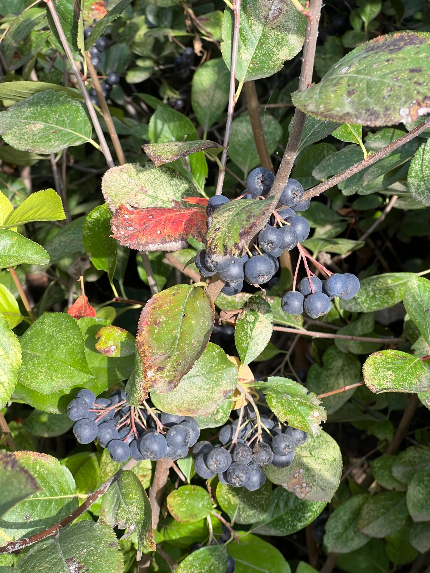 Bio Aronia 100kg