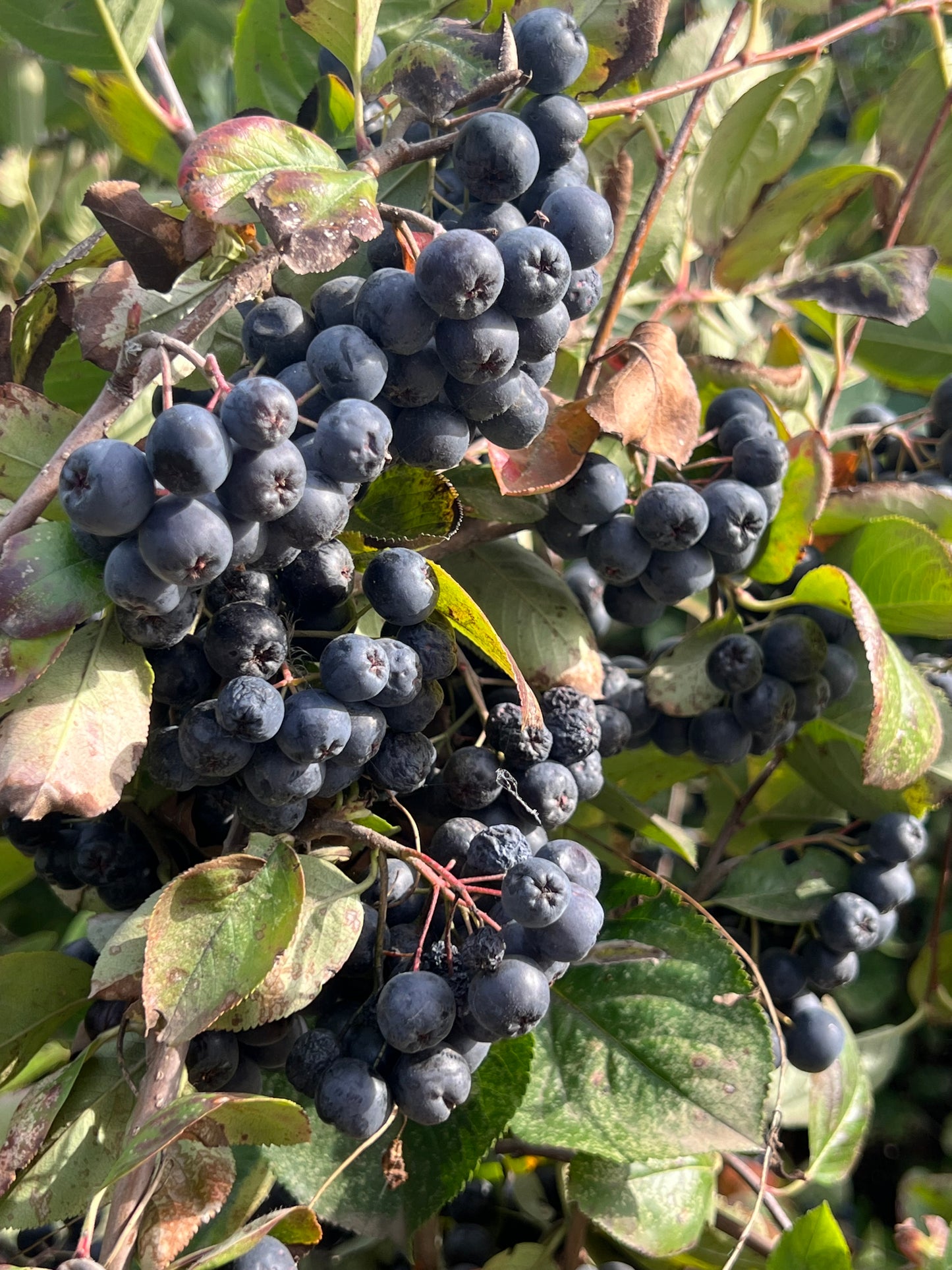 Bio Aronia 100kg