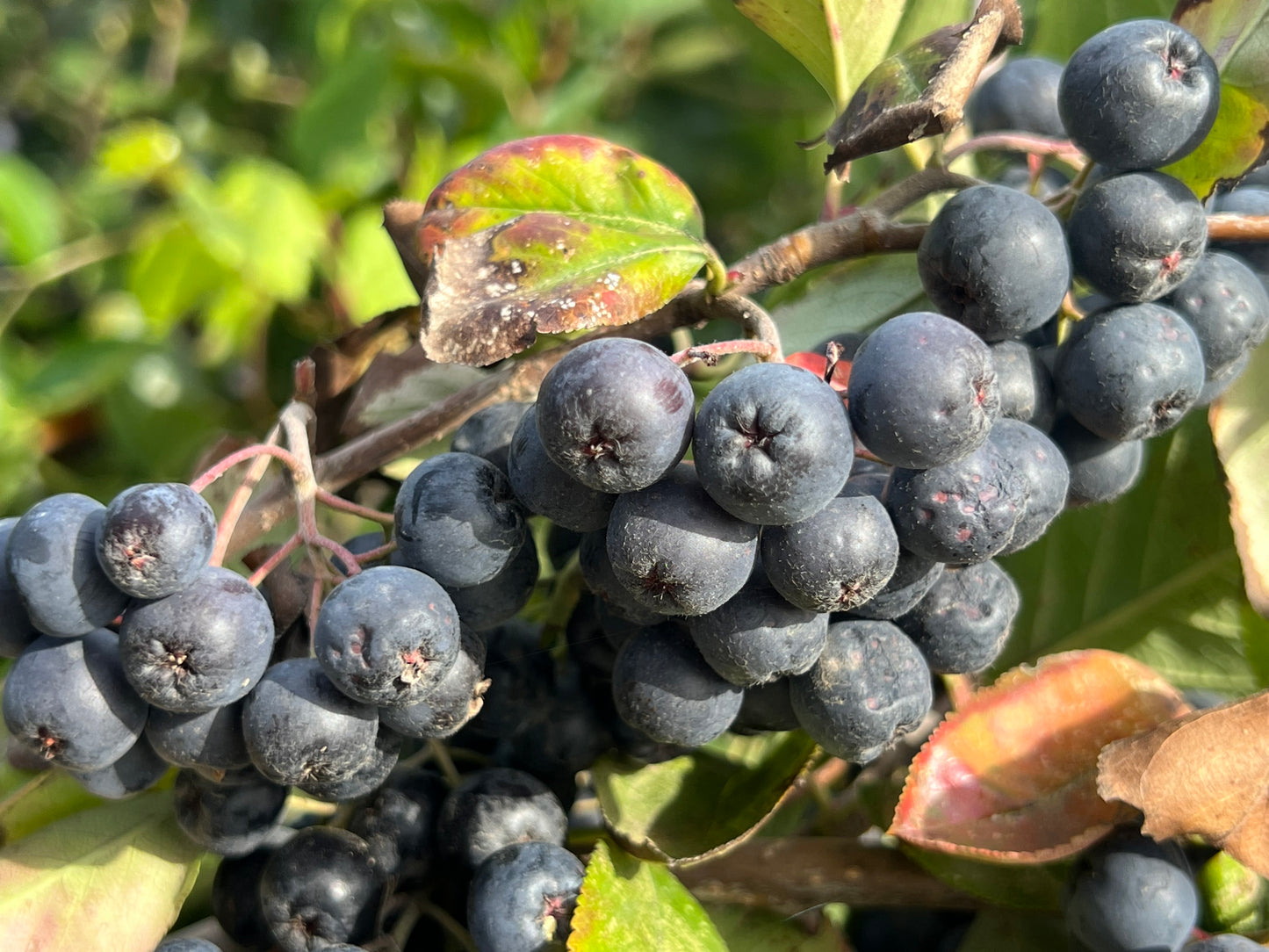 Bio Aronia 100kg