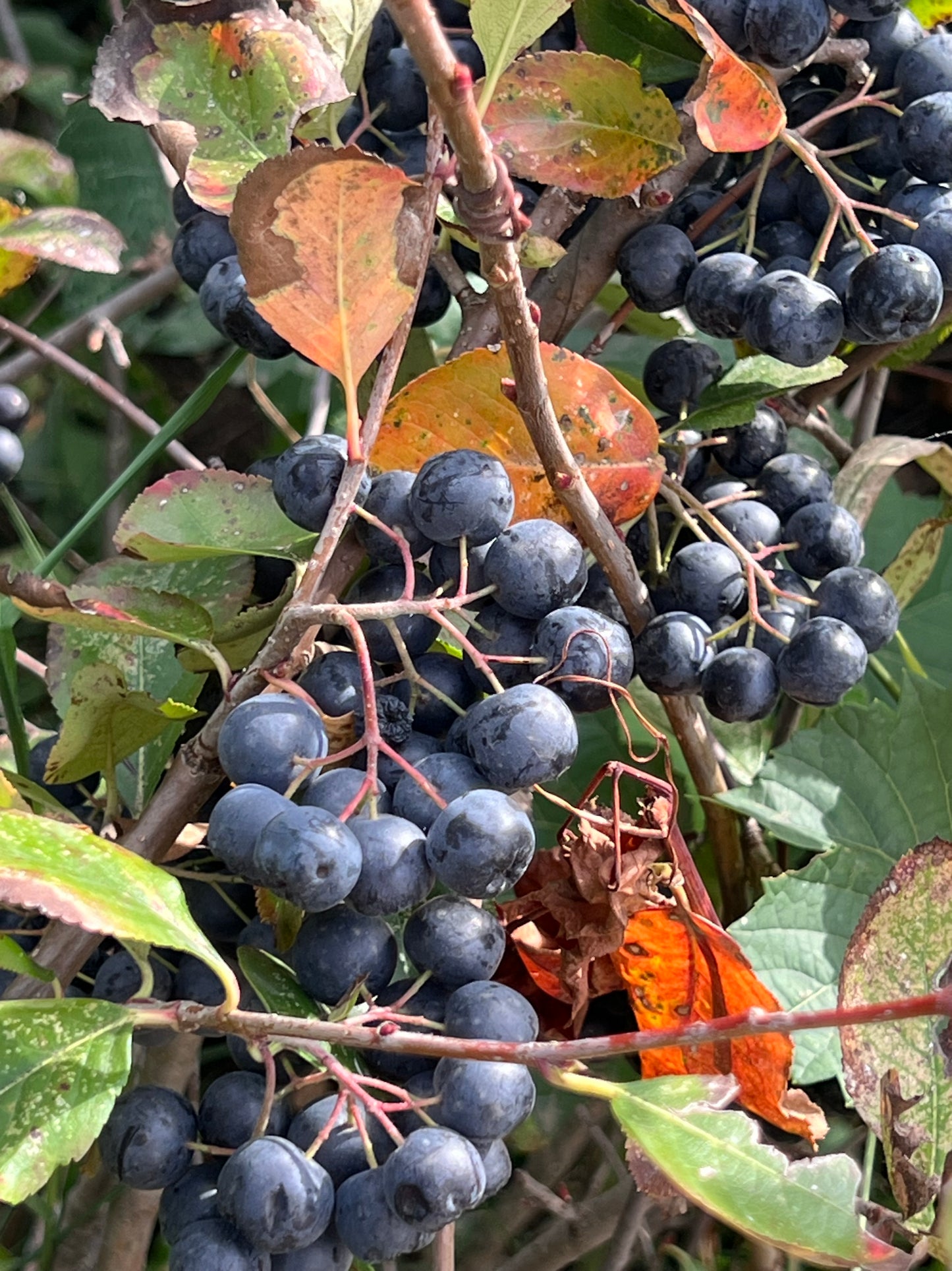 Bio Aronia 100kg