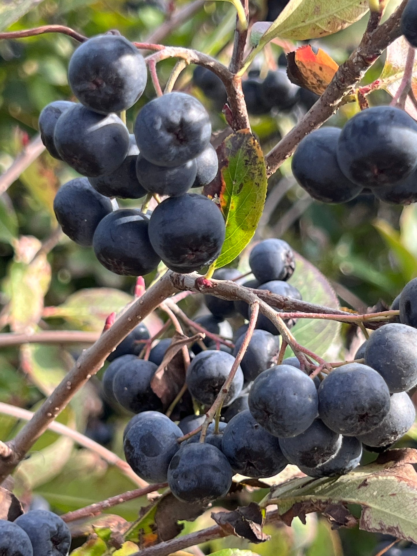 Bio Aronia 100kg