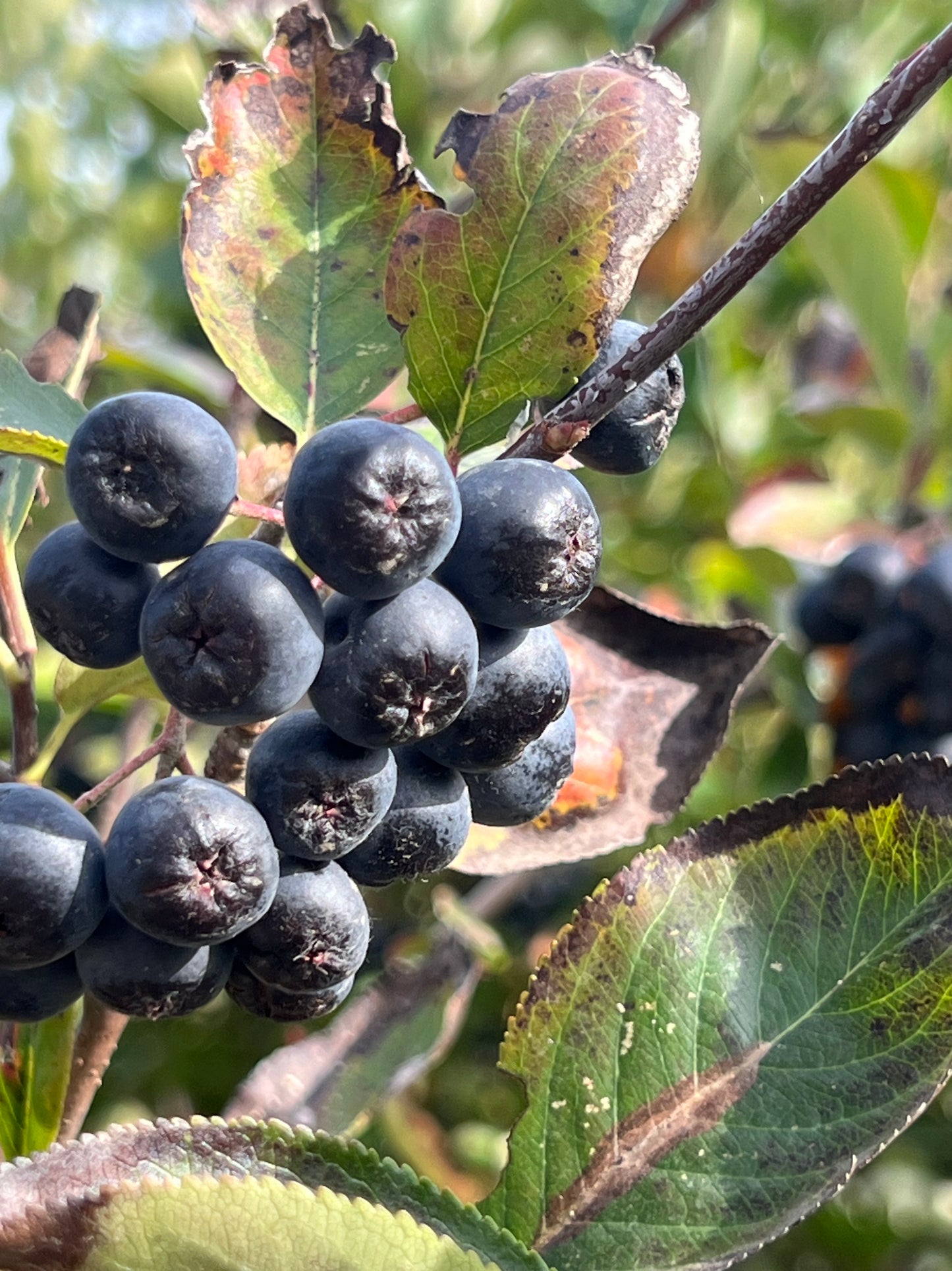Bio Aronia 100kg