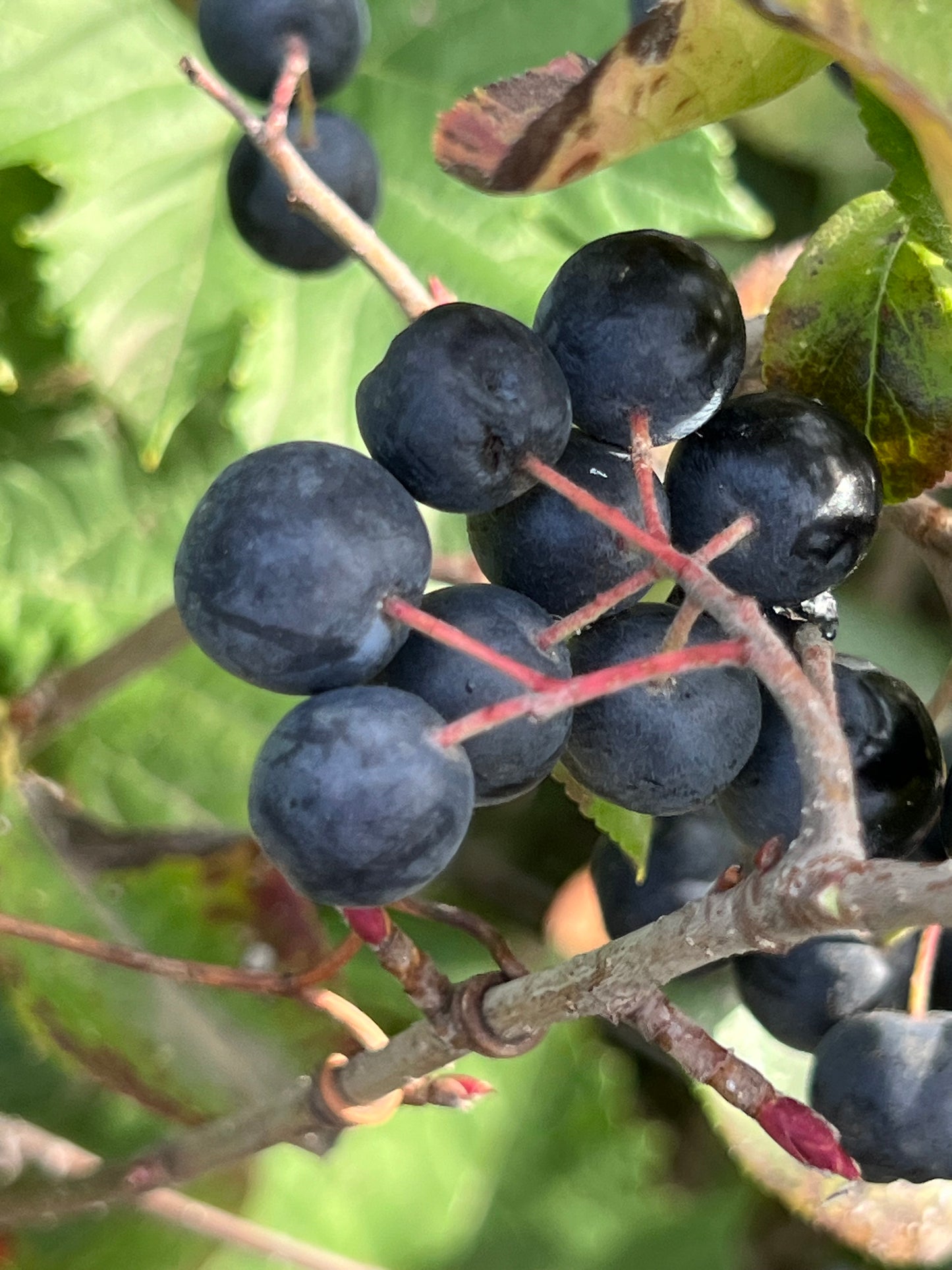 Bio Aronia 100kg