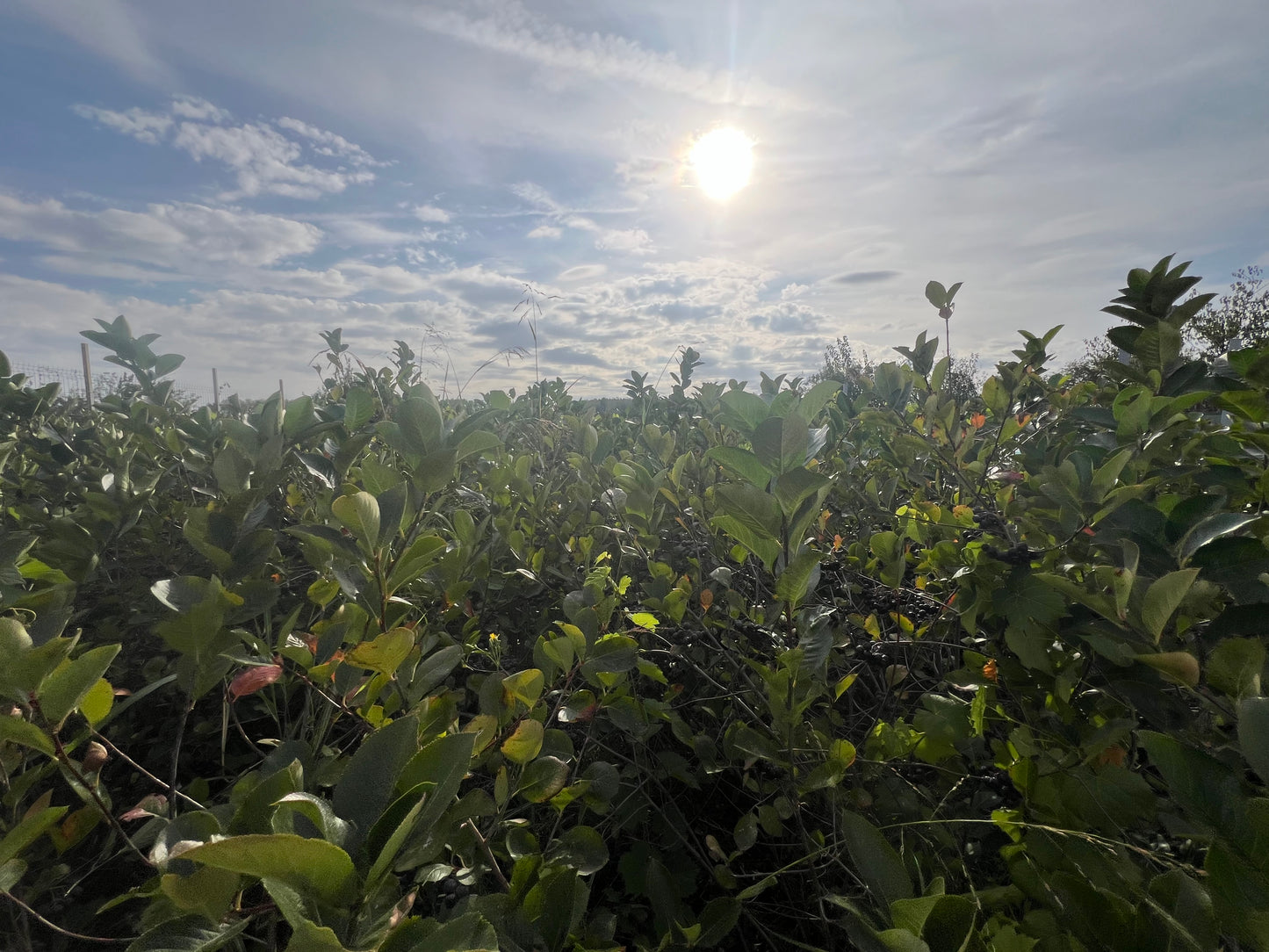 Bio Aronia 100kg