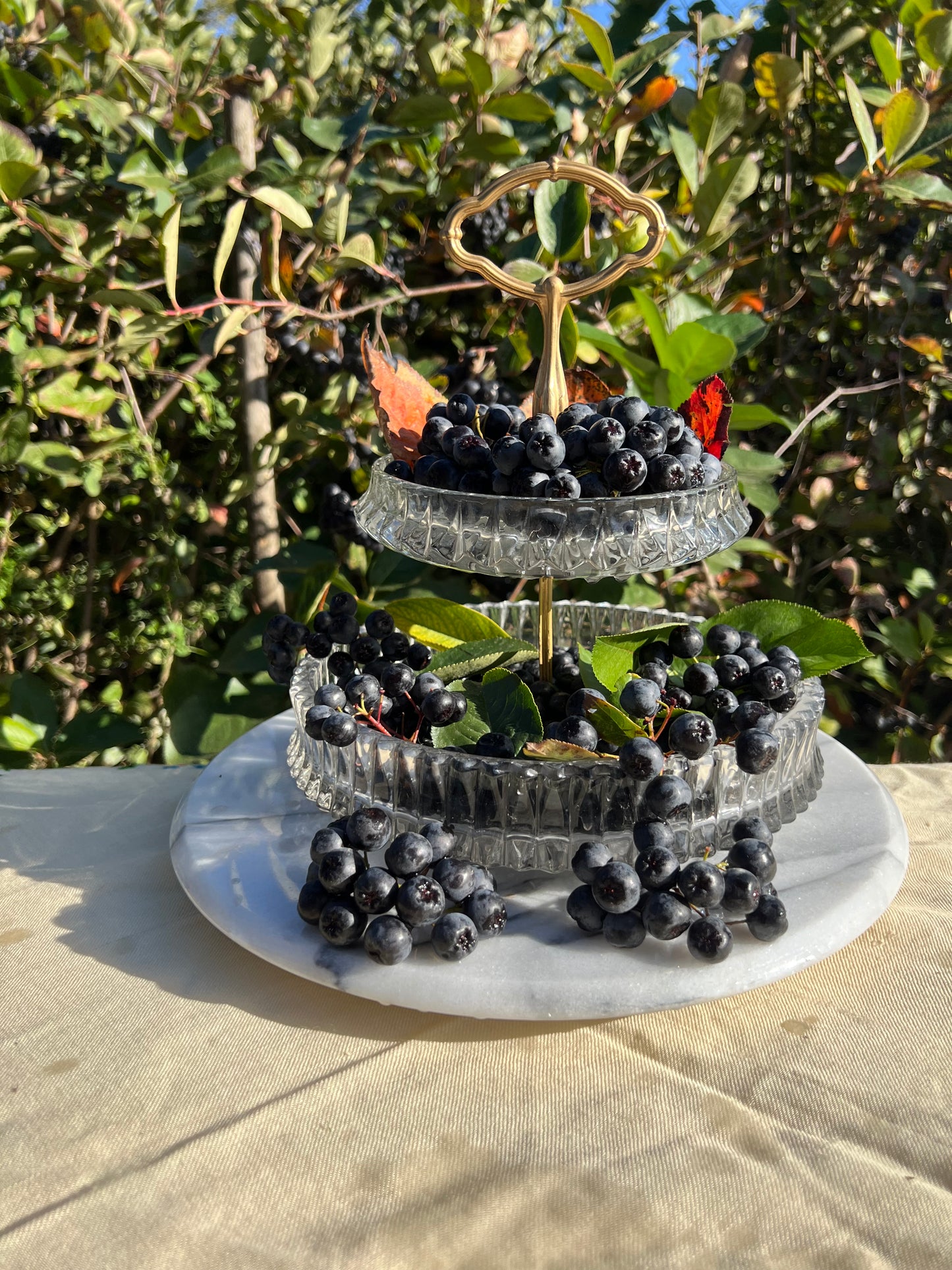 Bio Aronia 100kg