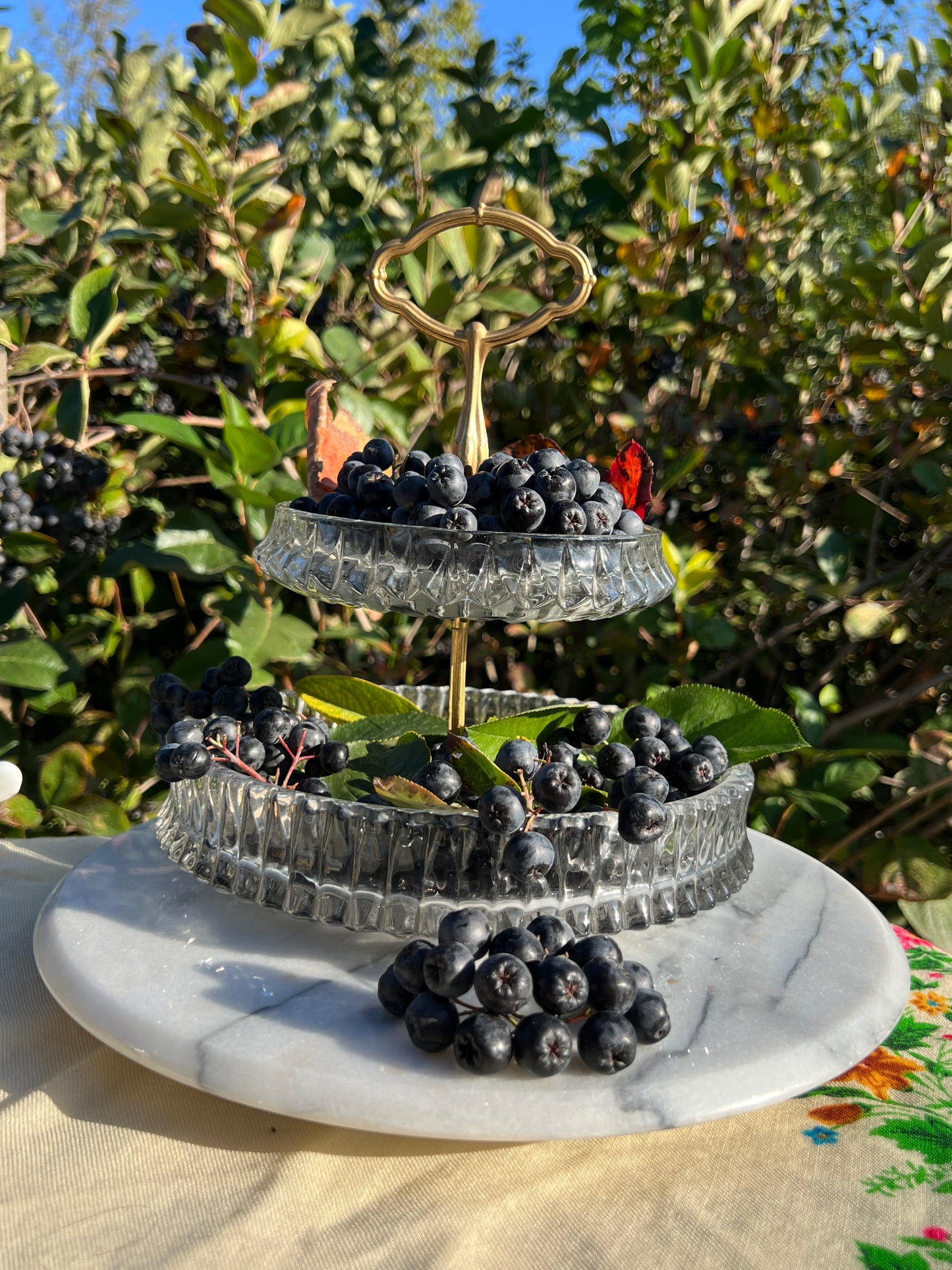 Bio Aronia 100kg
