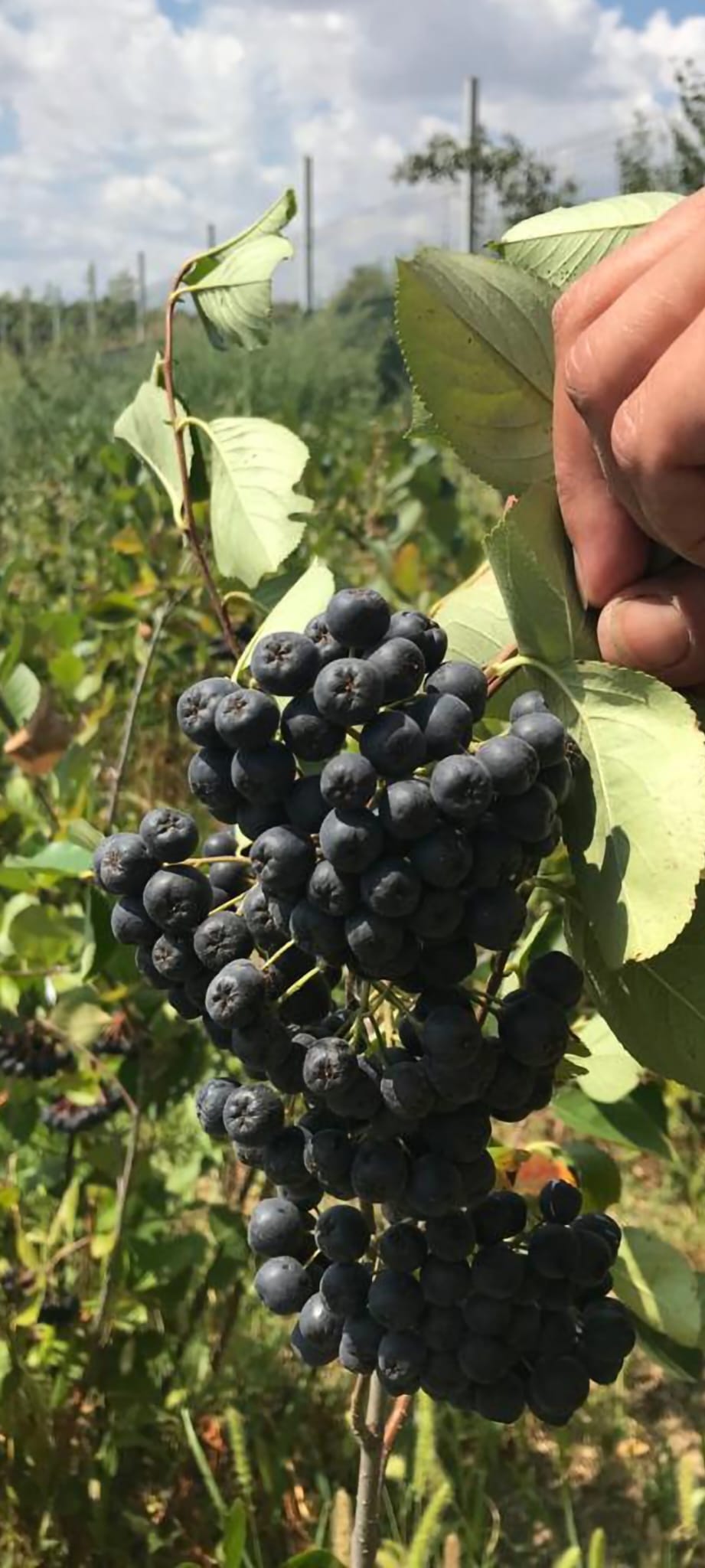 Bio Aronia 100kg