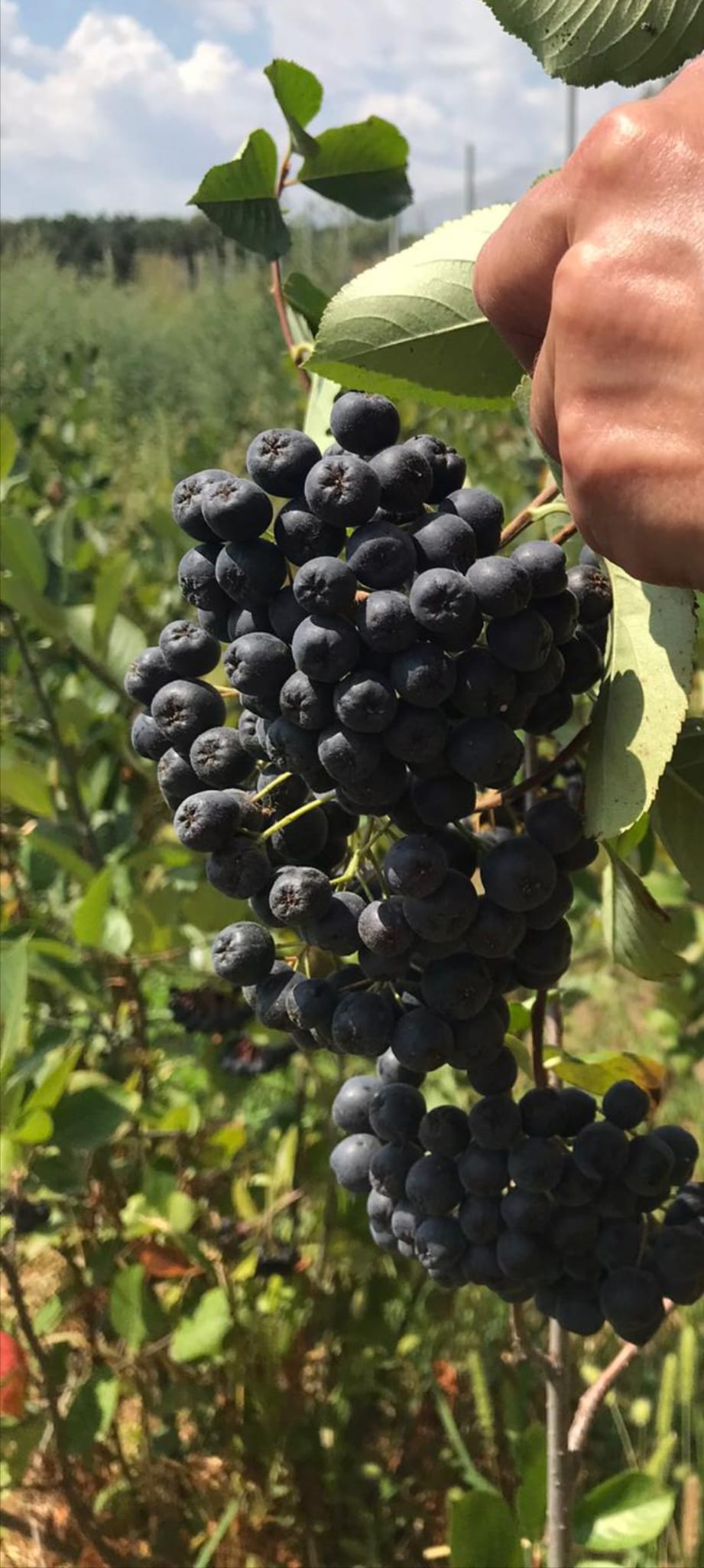 Bio Aronia 100kg