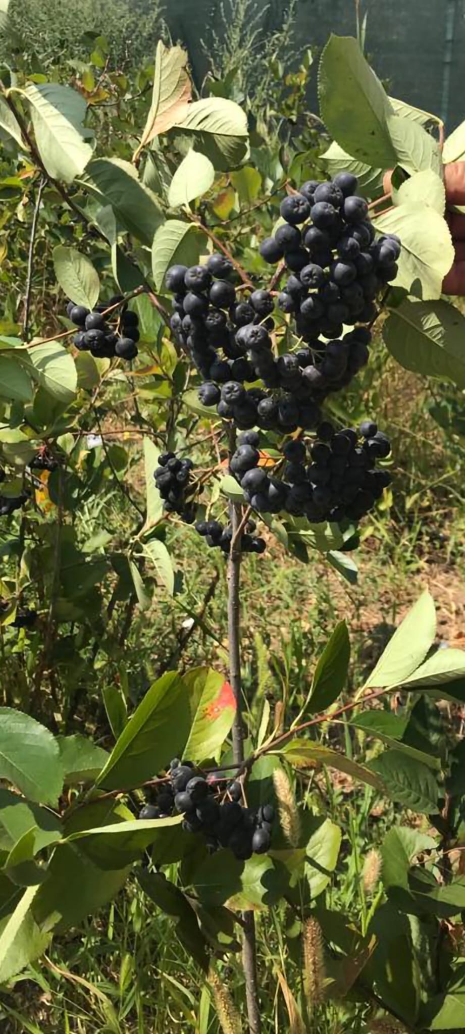Bio Aronia 100kg